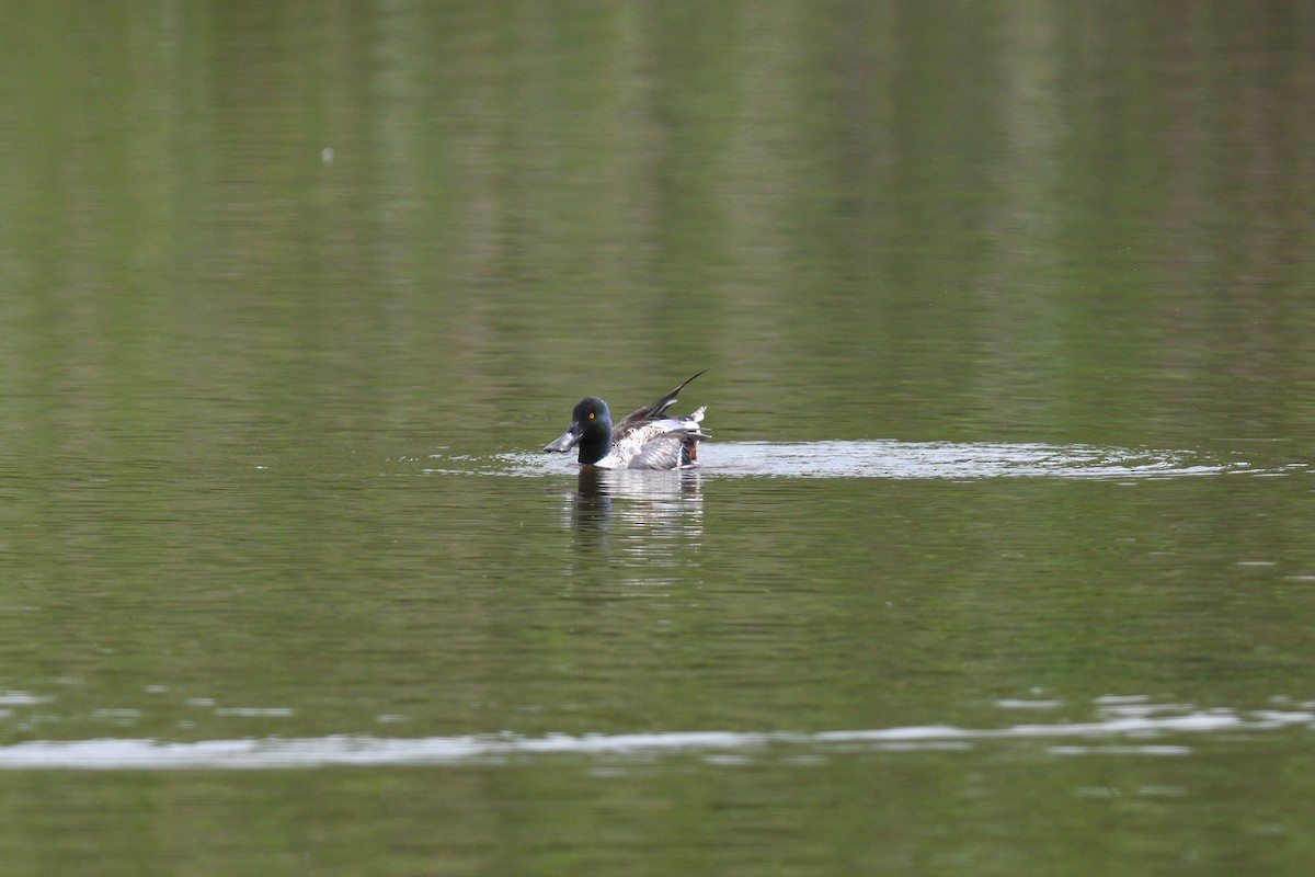 Northern Shoveler - ML619767759