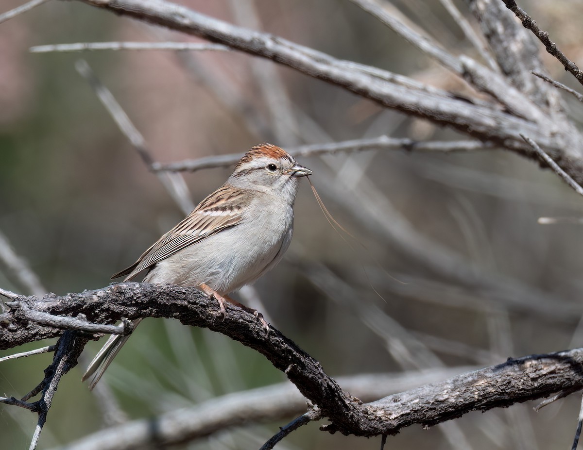 Chipping Sparrow - ML619767772