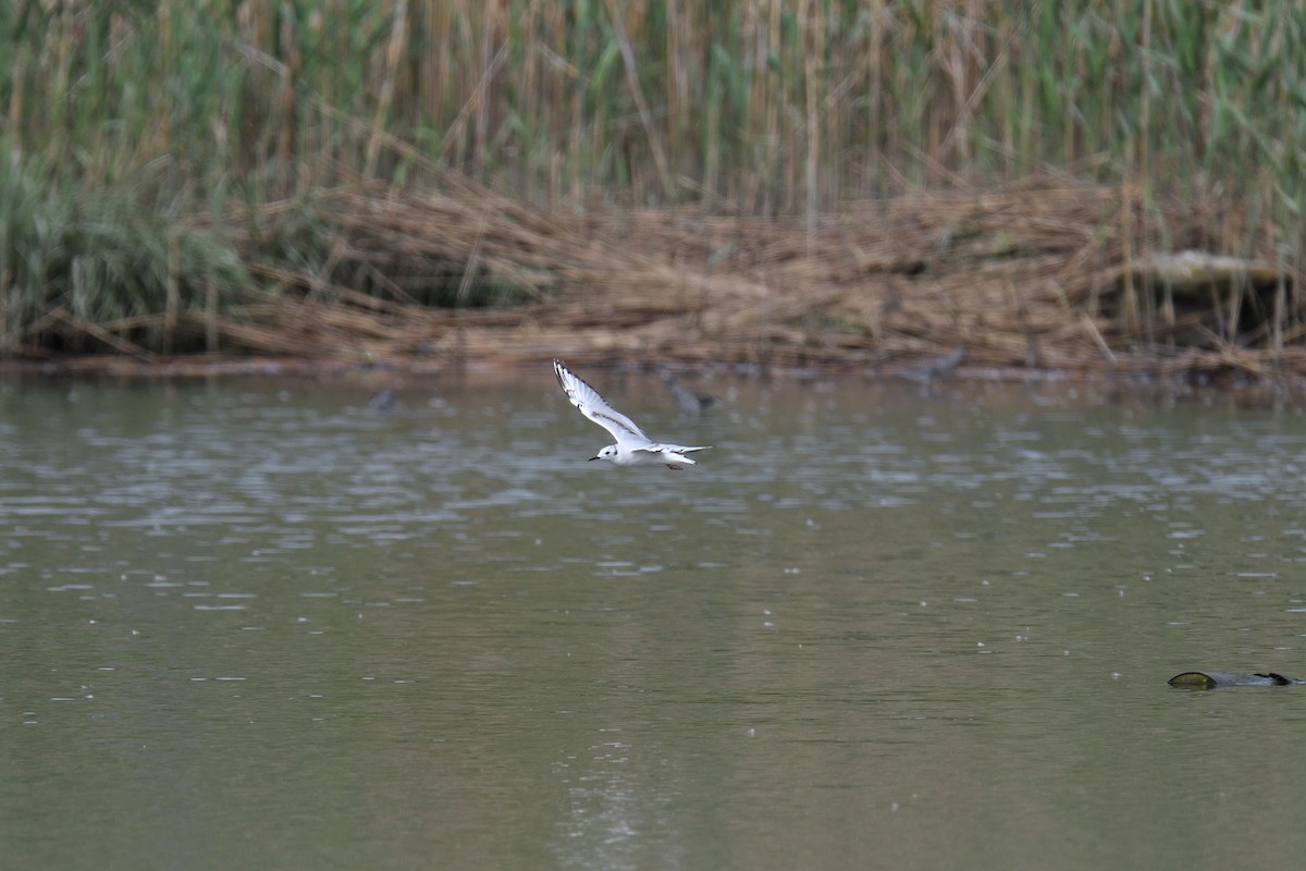 Mouette de Bonaparte - ML619767784