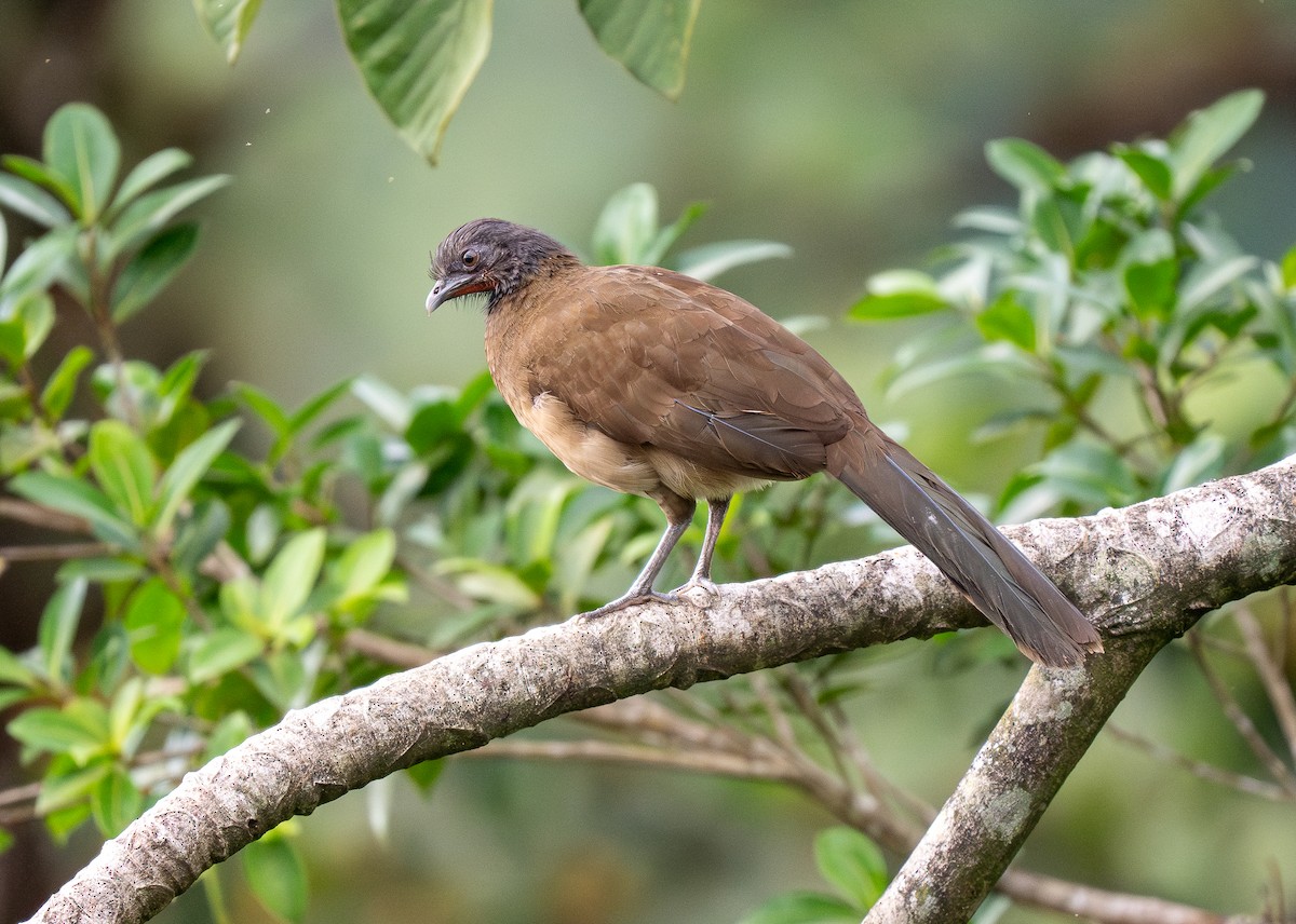 Gray-headed Chachalaca - ML619767810