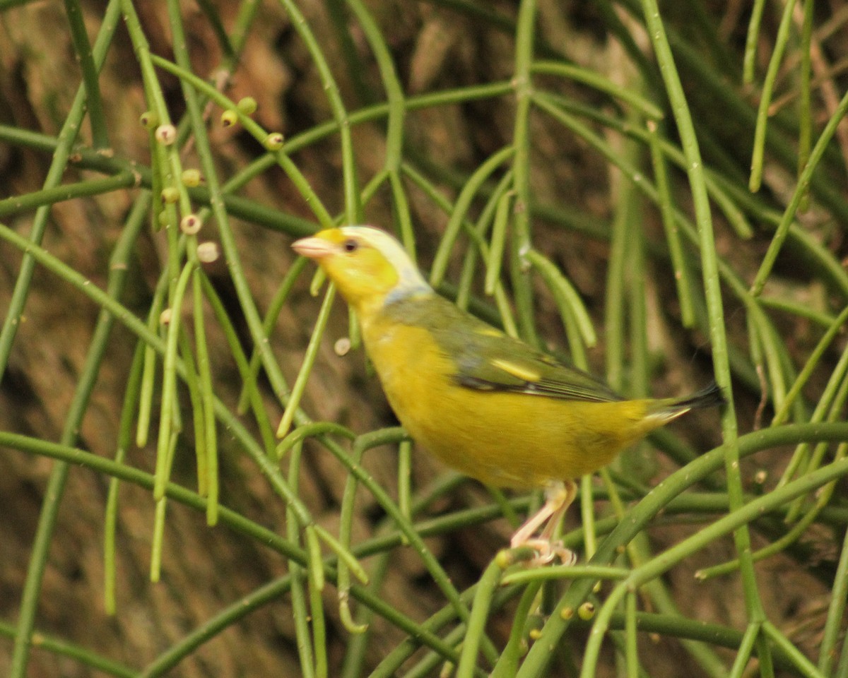 Golden-rumped Euphonia - ML619767816