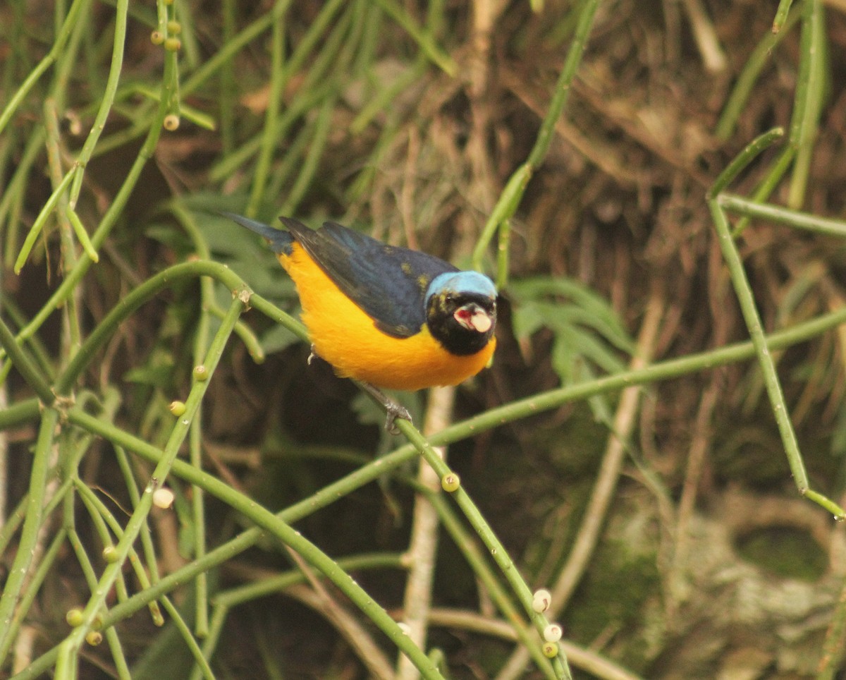 Golden-rumped Euphonia - ML619767820