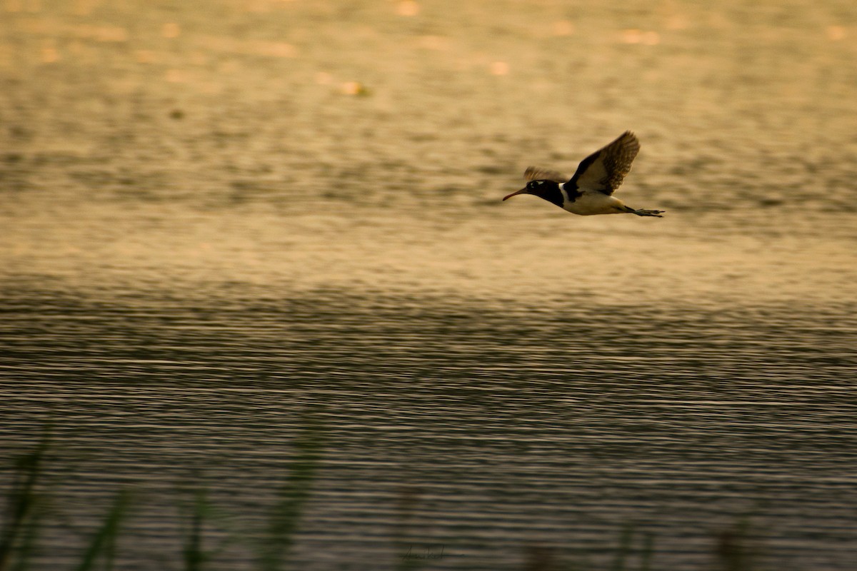 Greater Painted-Snipe - ML619767838