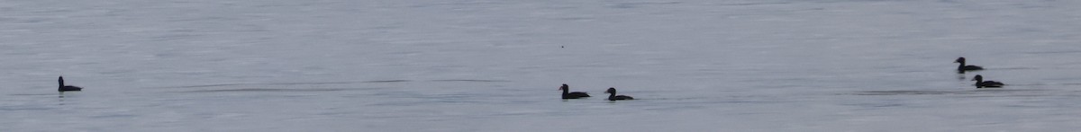 Surf Scoter - ML619767852