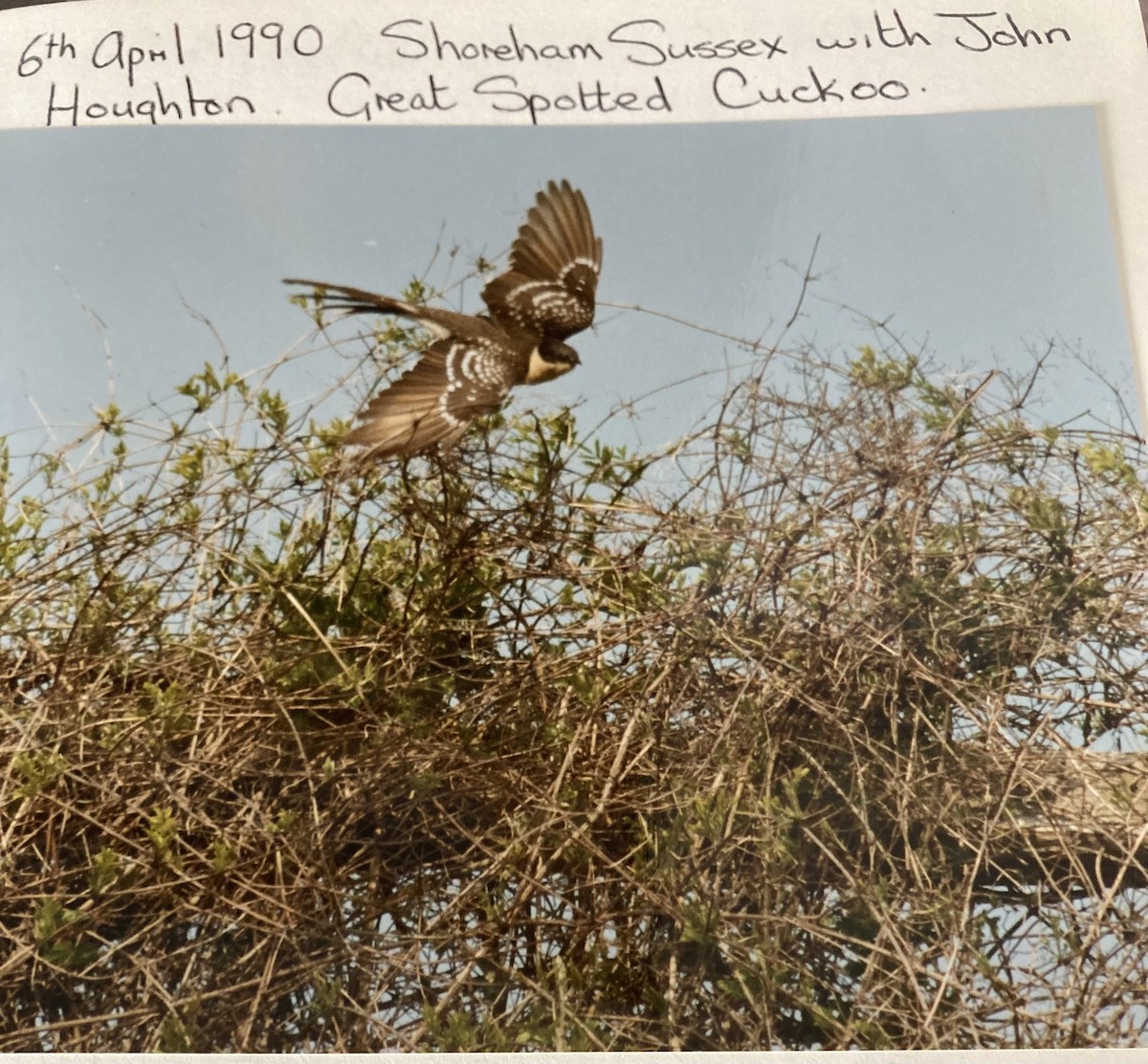 Great Spotted Cuckoo - ML619767913