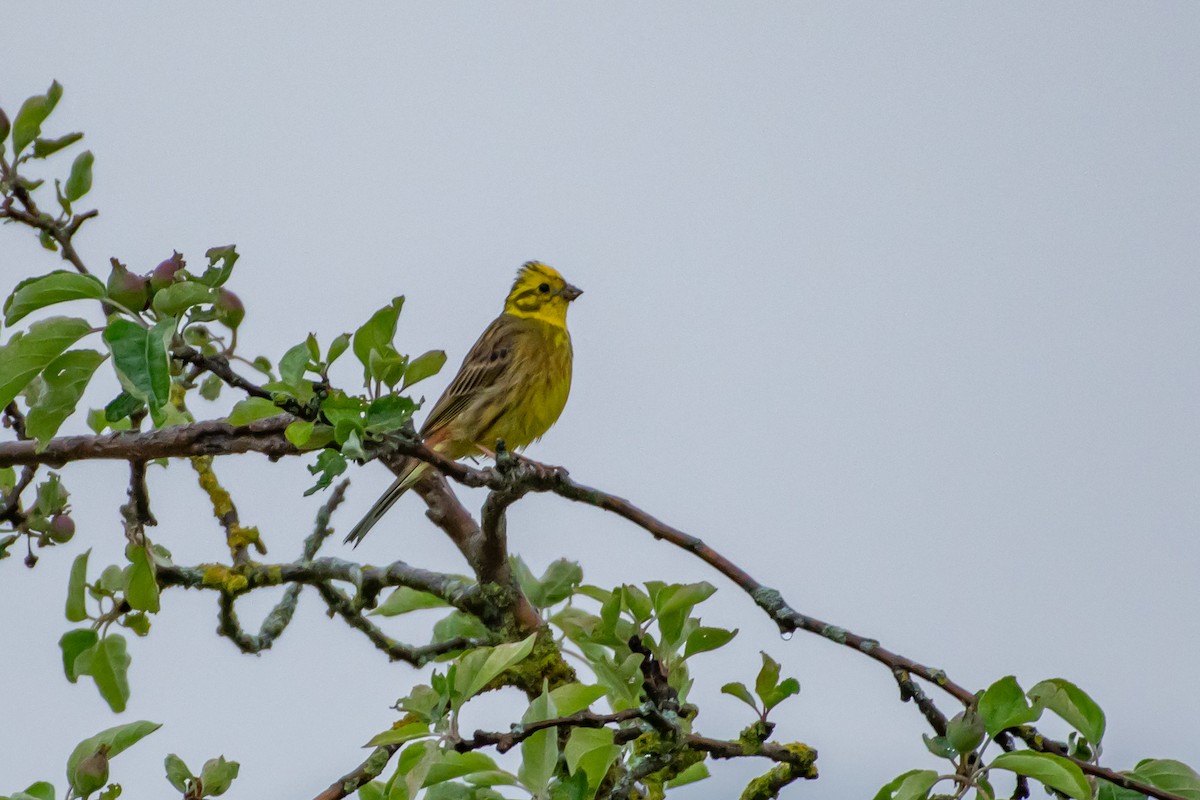 Yellowhammer - ML619767915