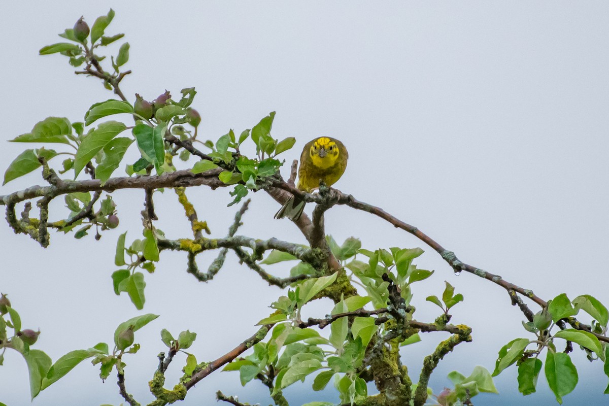 Yellowhammer - ML619767916