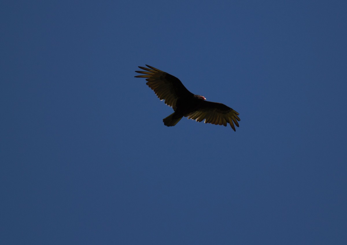 Turkey Vulture - ML619767917