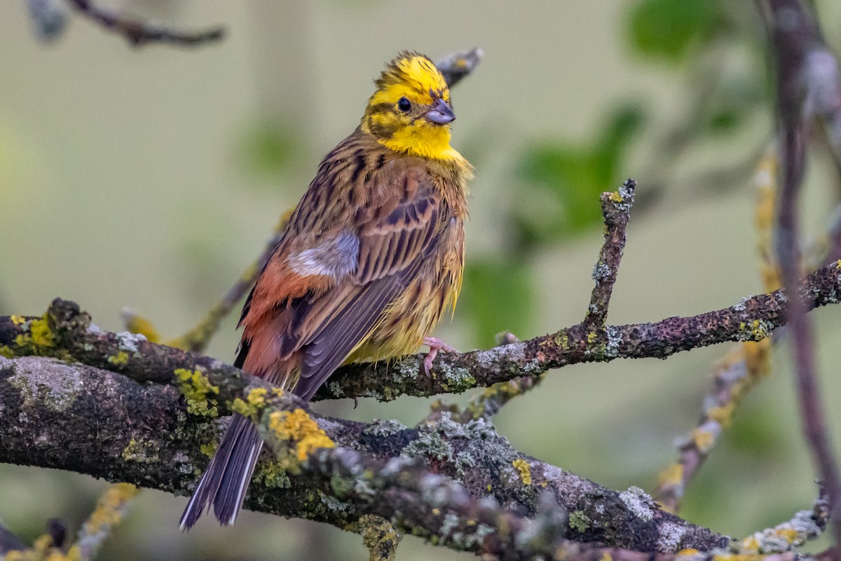 Yellowhammer - ML619767918