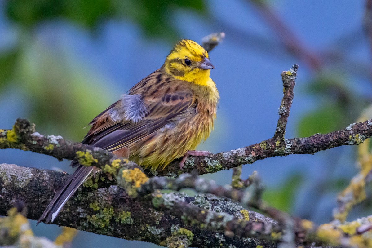 Yellowhammer - ML619767919