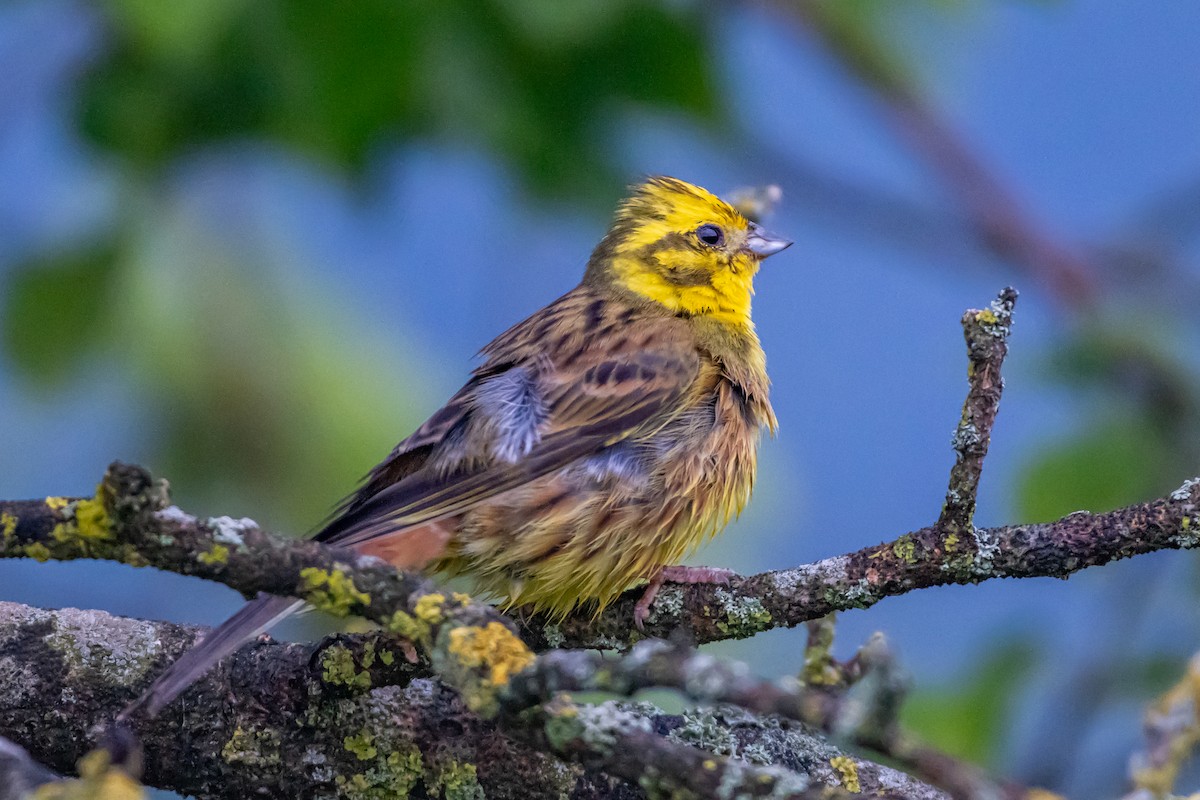 Yellowhammer - ML619767920