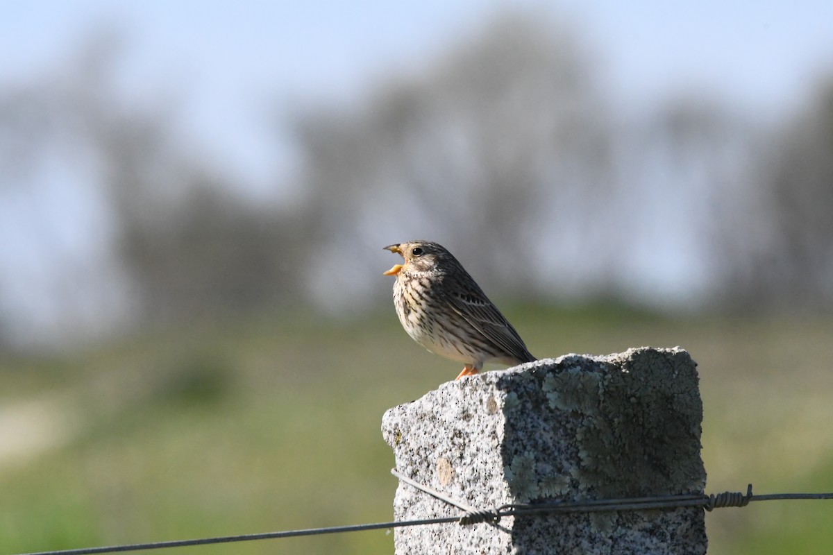 Corn Bunting - ML619767925