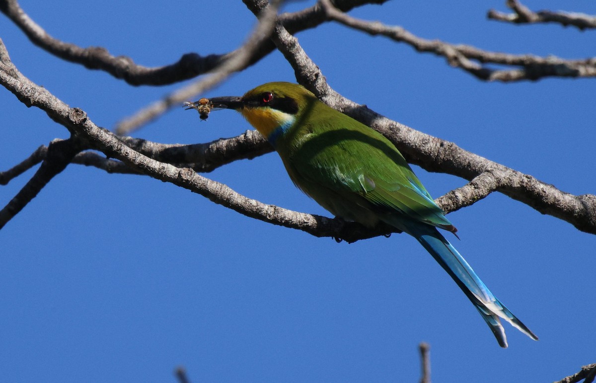 Swallow-tailed Bee-eater - ML619767932