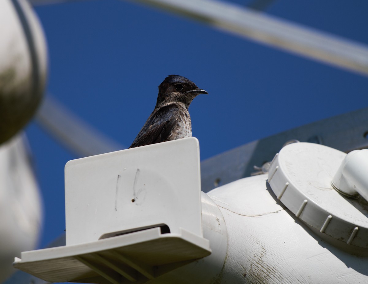 Purple Martin - ML619767941