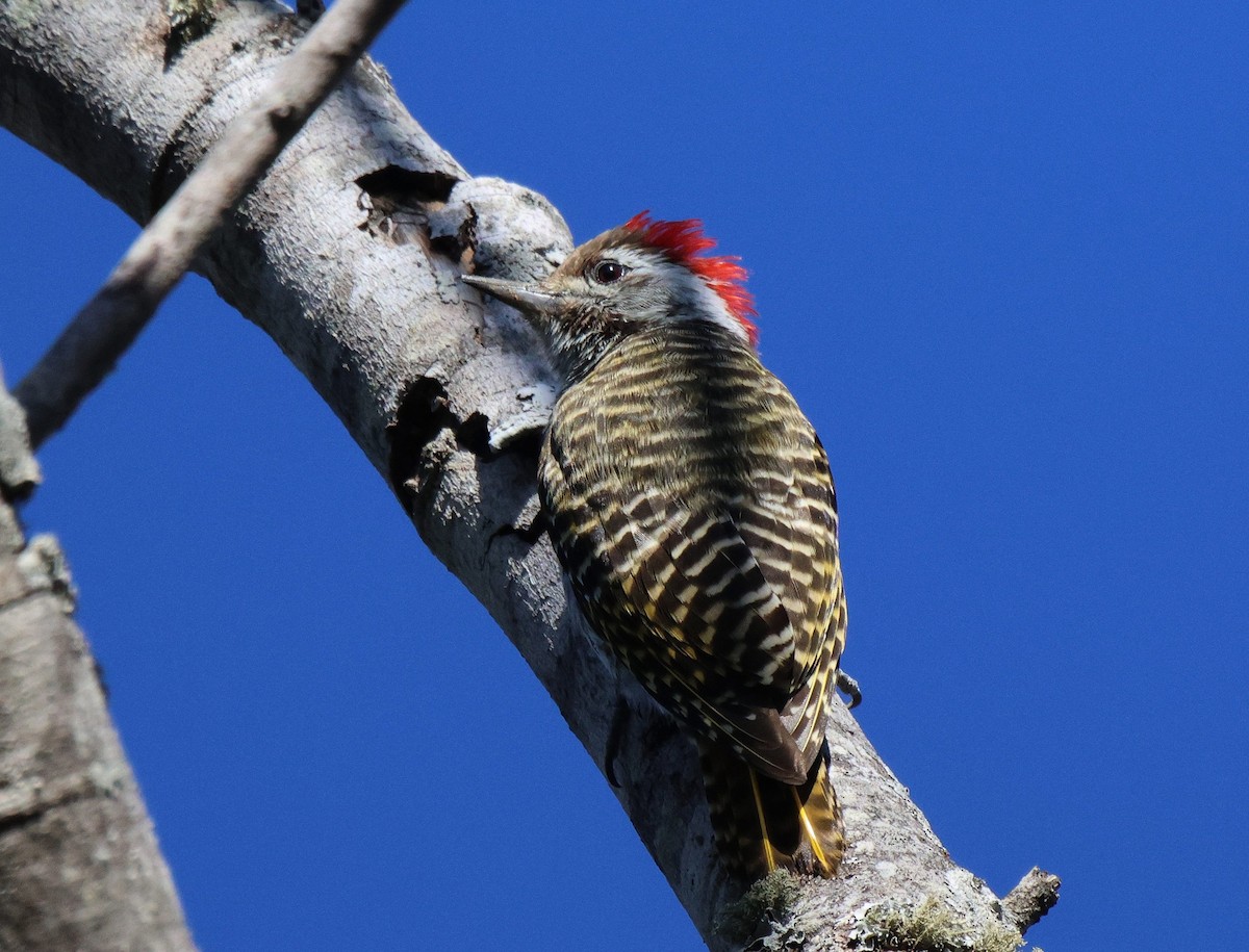 Cardinal Woodpecker - ML619767942