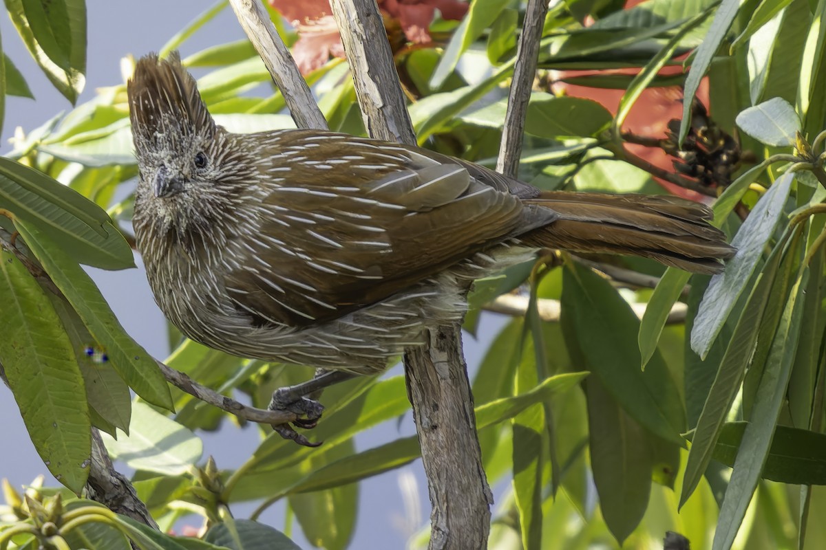 Striated Laughingthrush - ML619767971