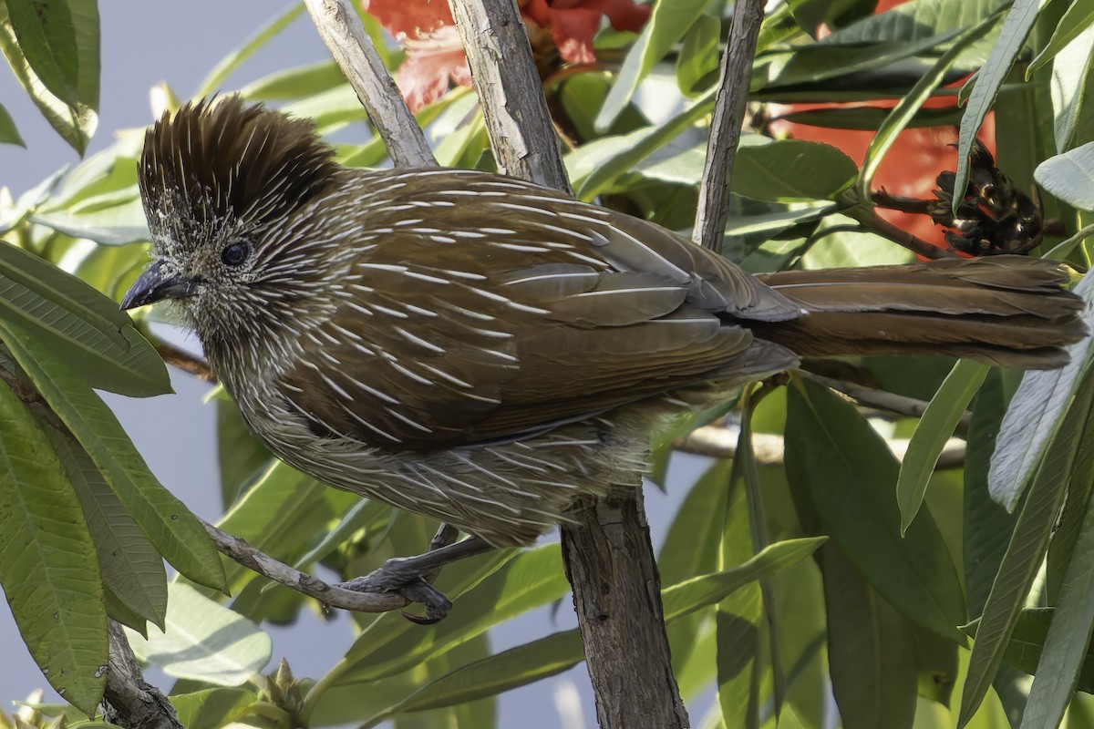 Striated Laughingthrush - ML619767972