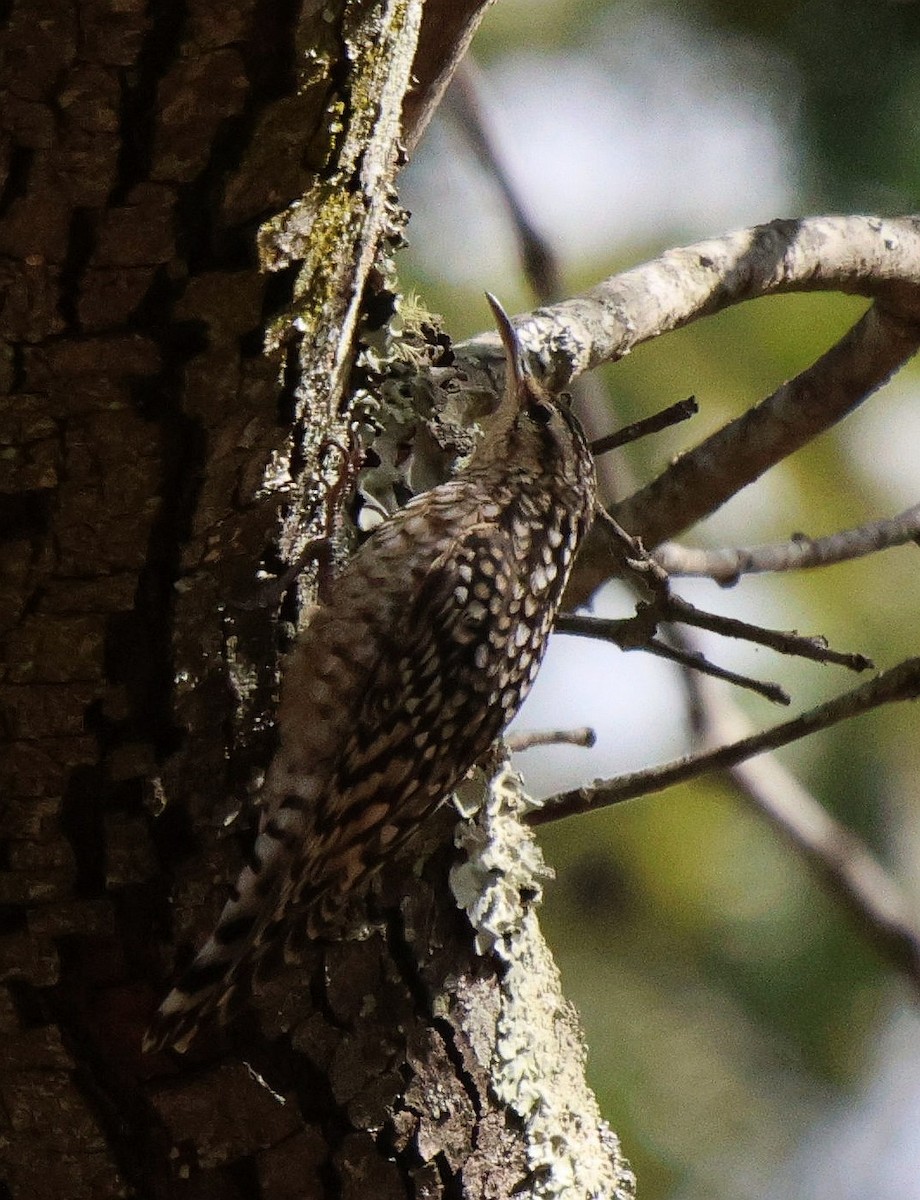 African Spotted Creeper - ML619767997