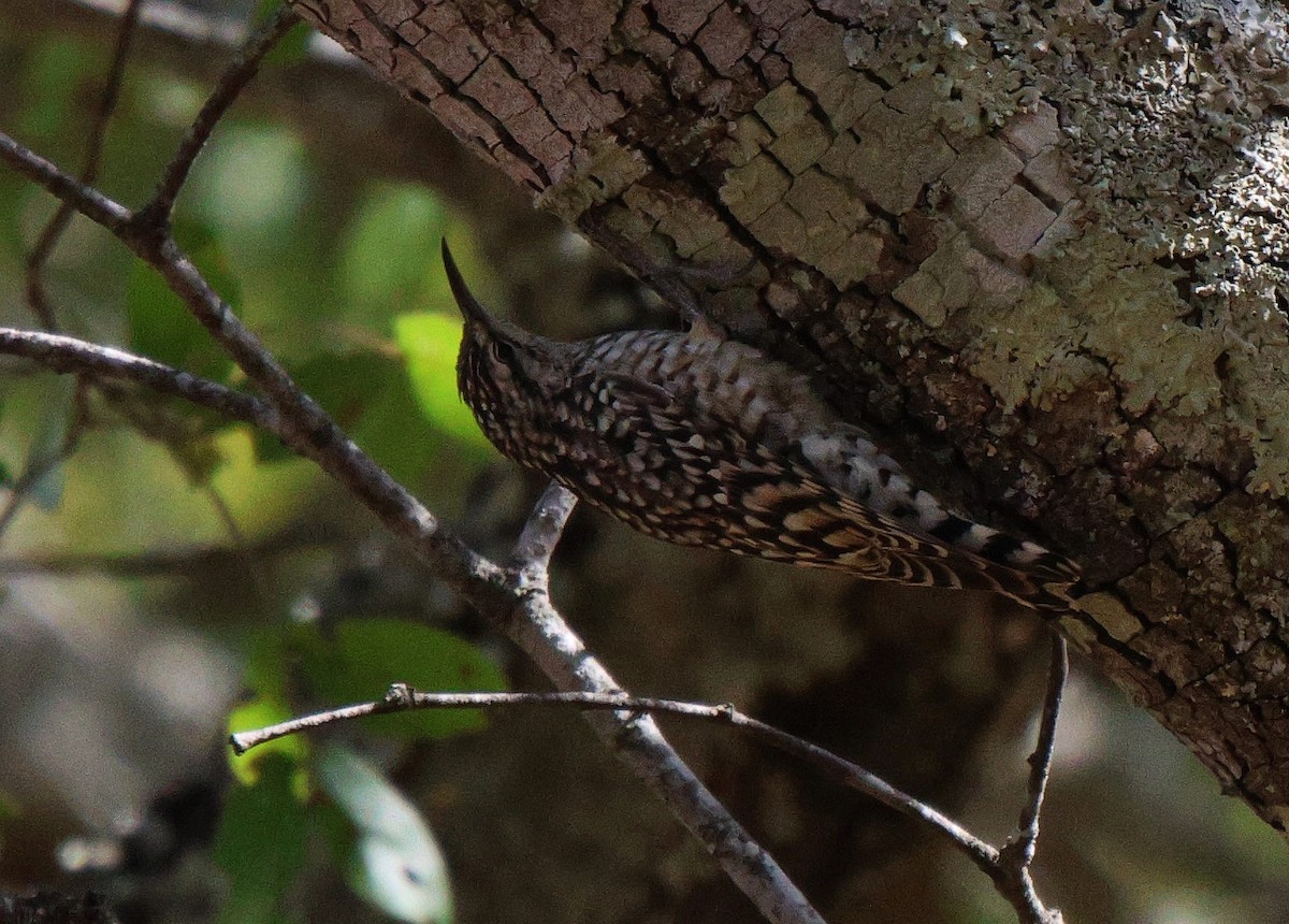 African Spotted Creeper - ML619767998
