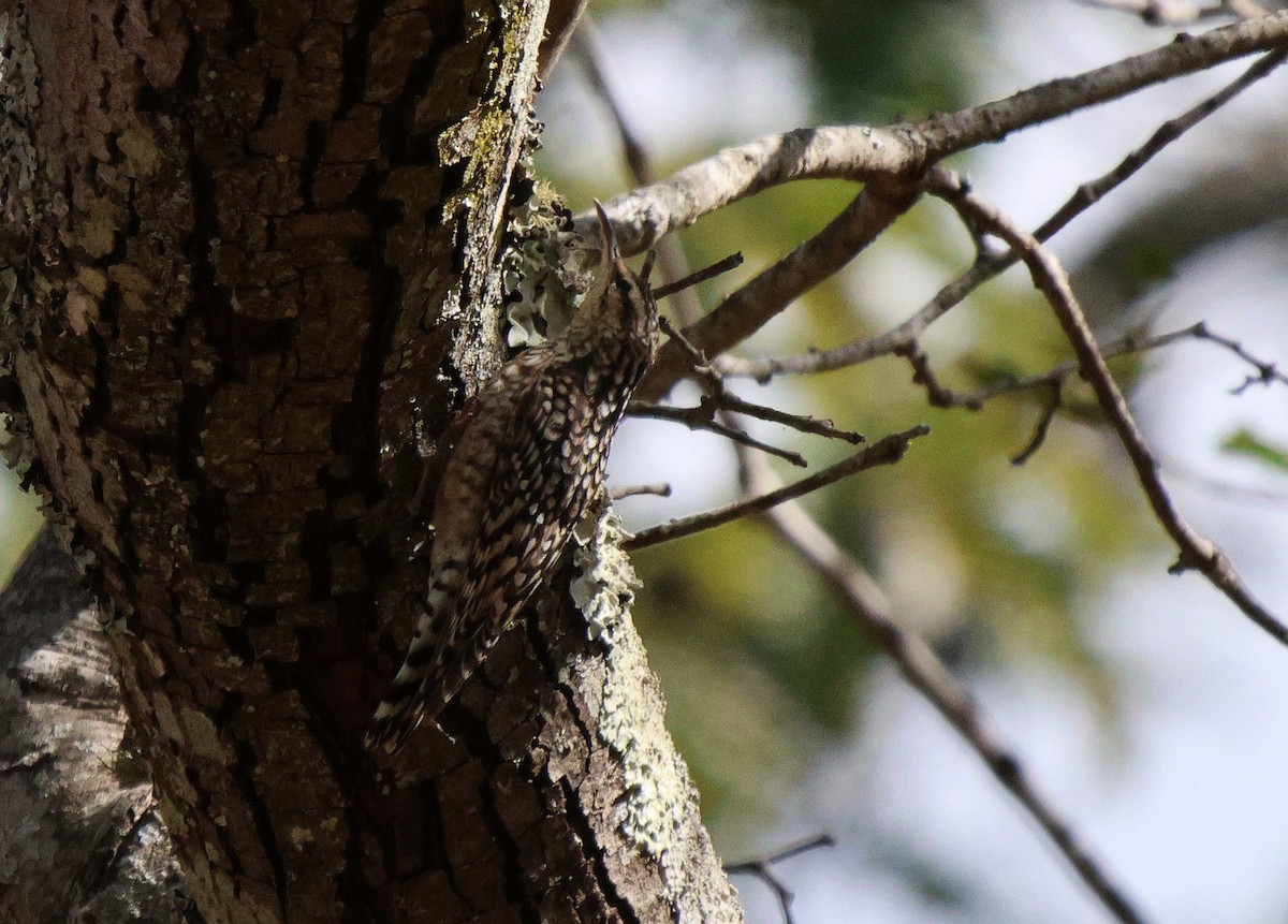 African Spotted Creeper - ML619767999