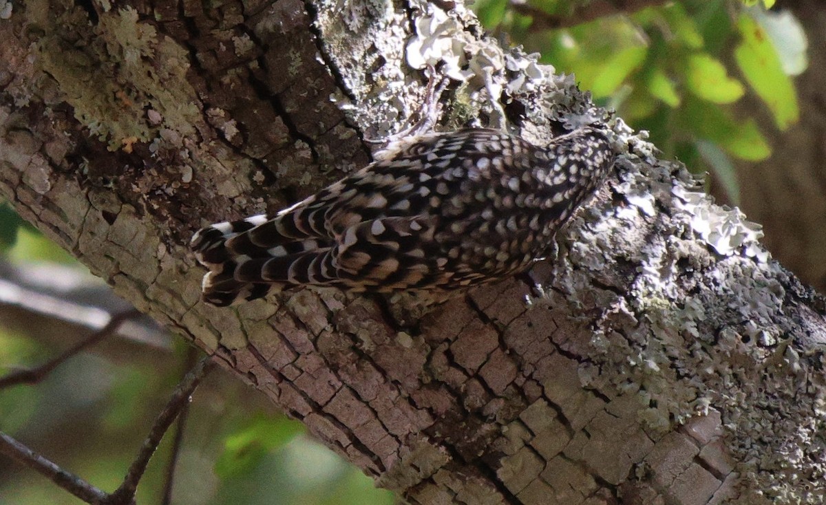 African Spotted Creeper - ML619768000