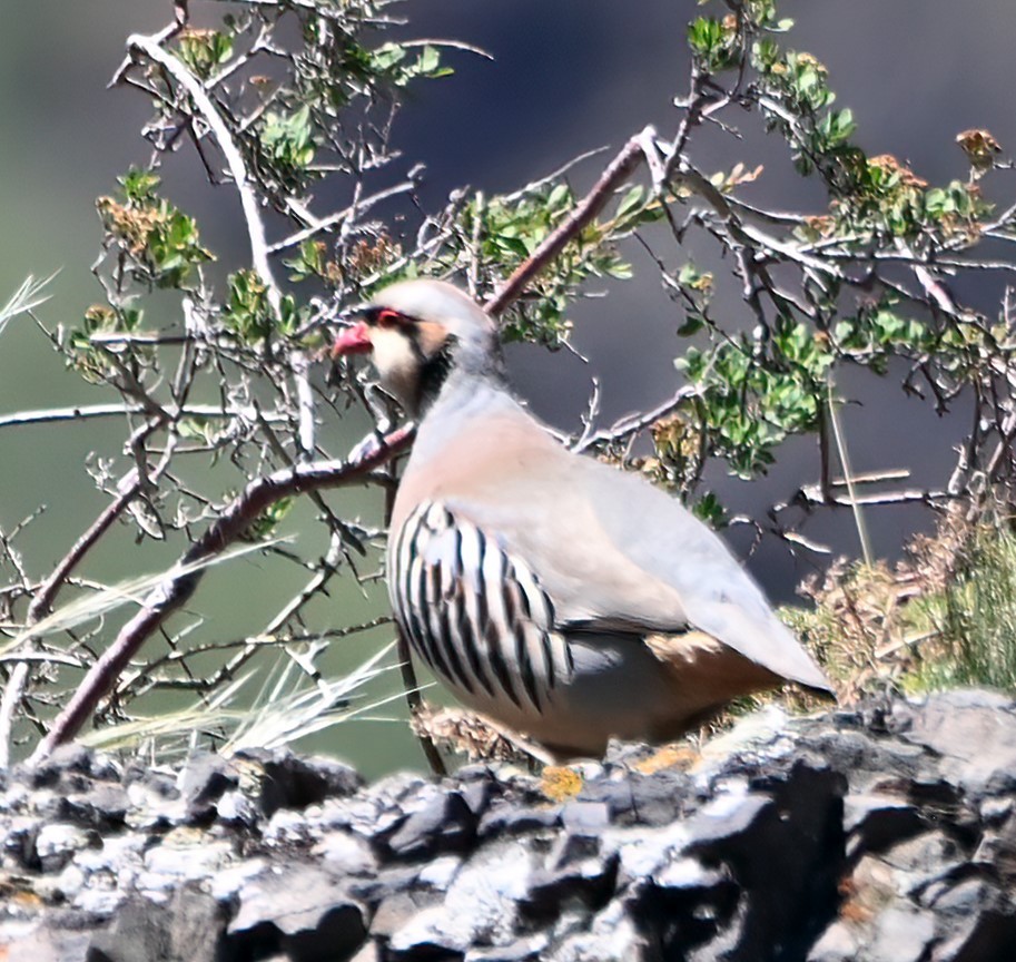 Chukar - ML619768007