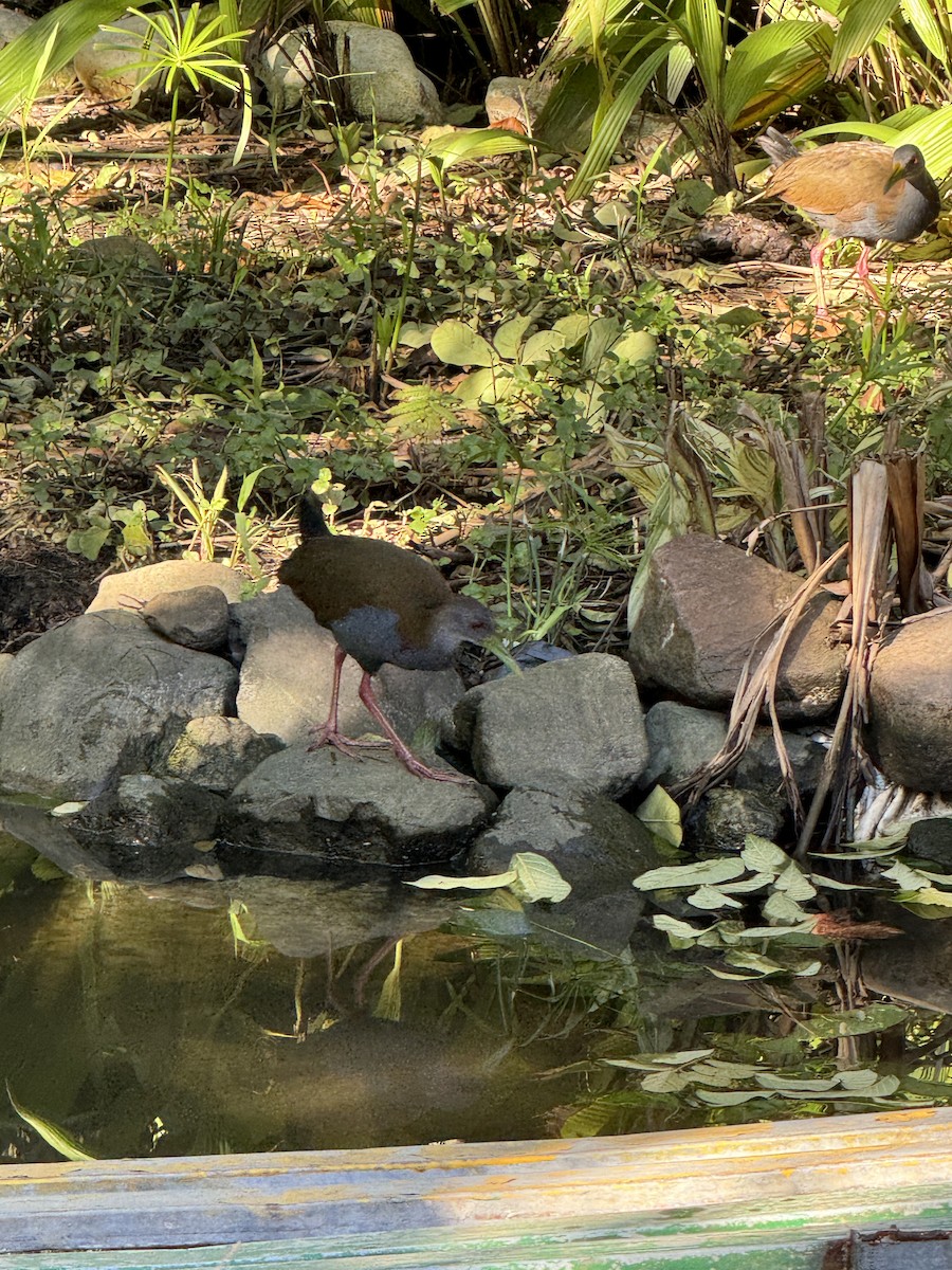 Slaty-breasted Wood-Rail - ML619768009