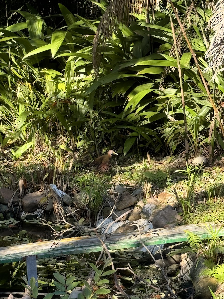 Slaty-breasted Wood-Rail - ML619768012