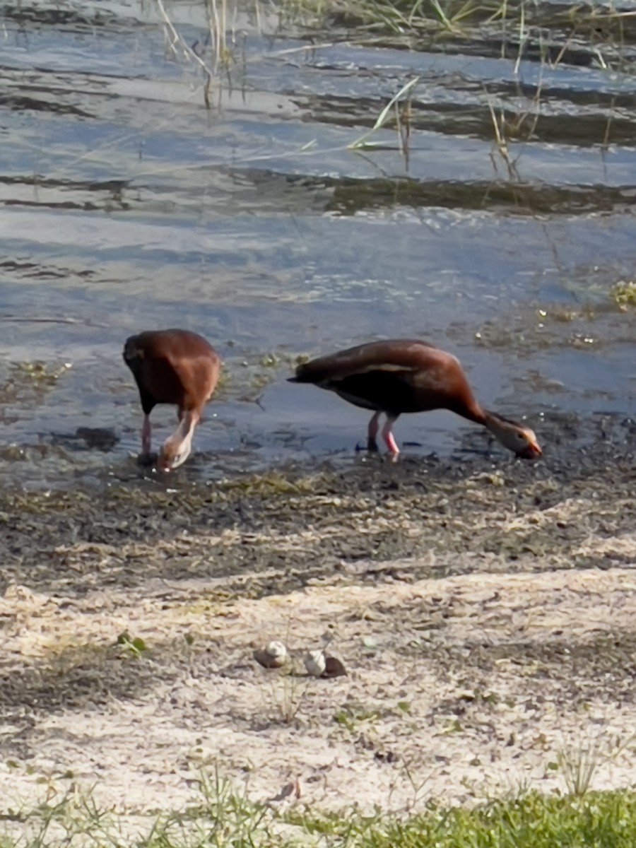 rødnebbplystreand (fulgens) - ML619768019