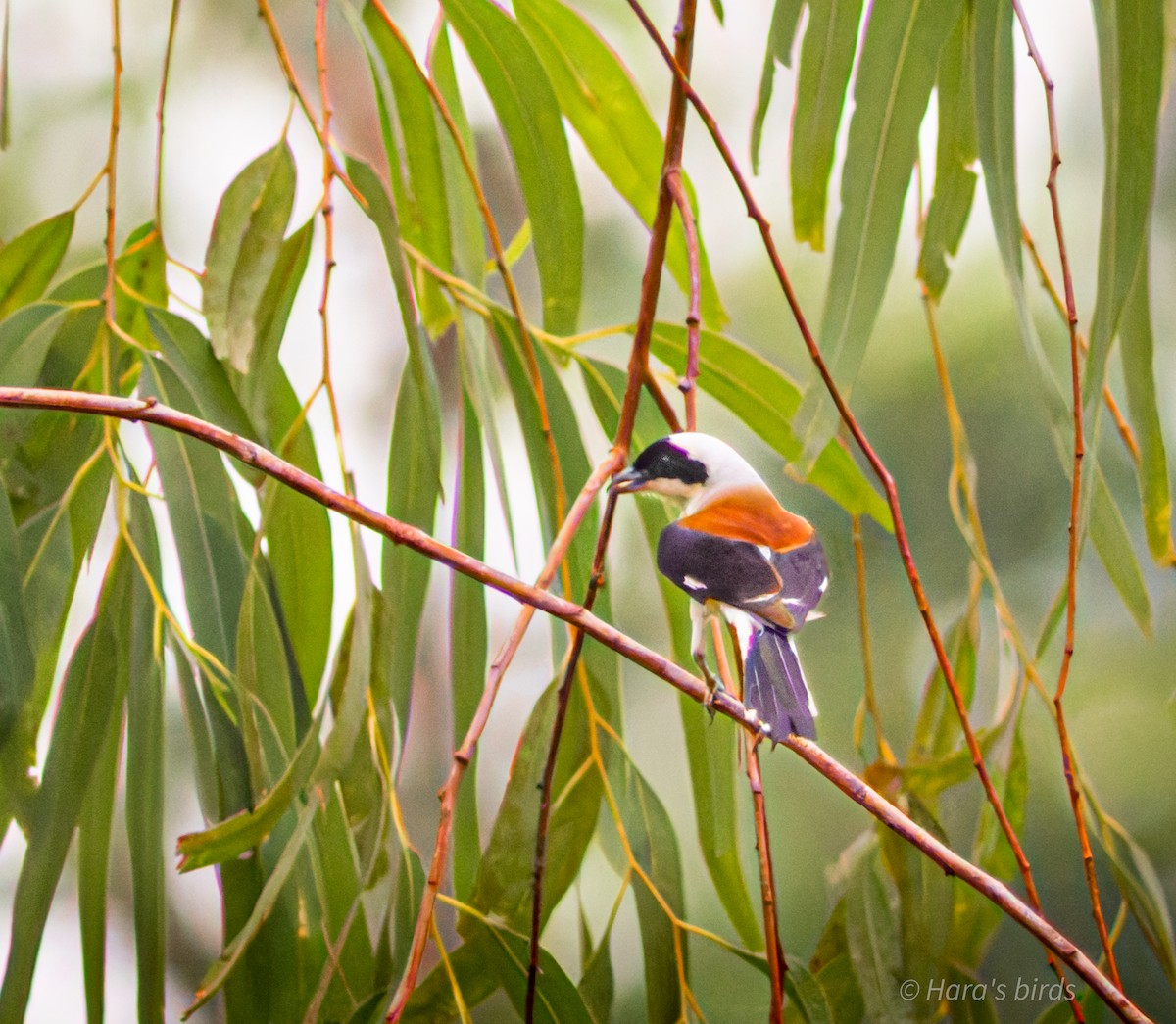 Bay-backed Shrike - ML619768022