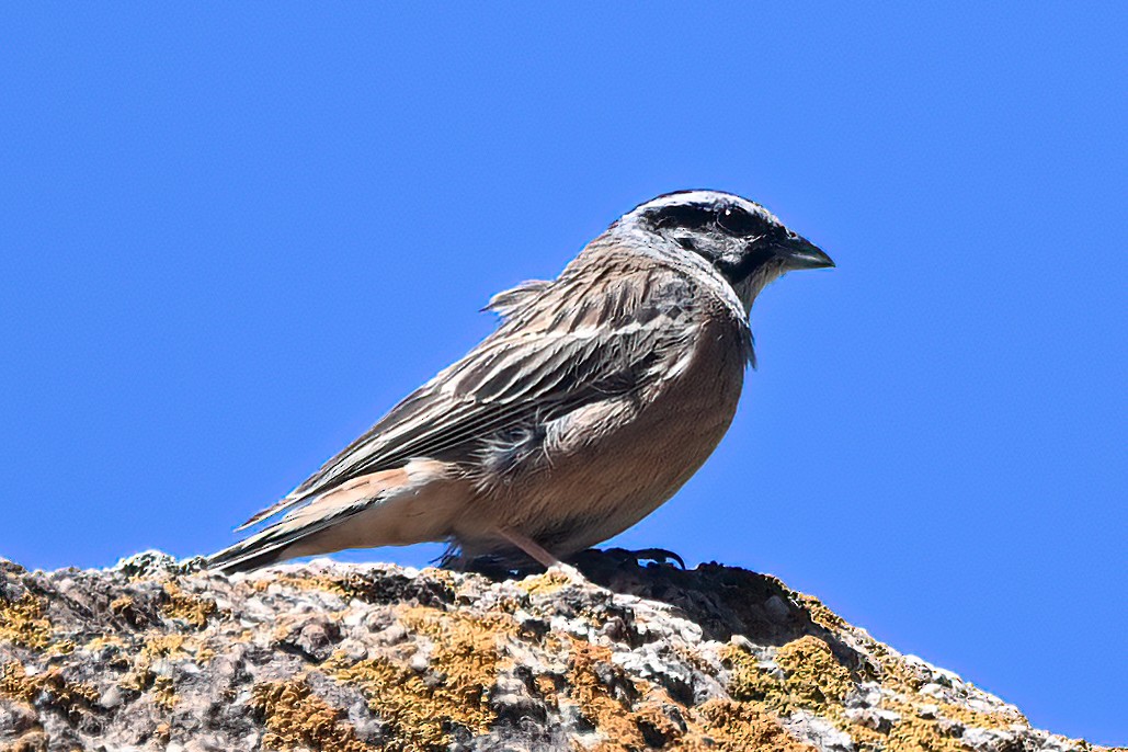 Rock Bunting - ML619768025