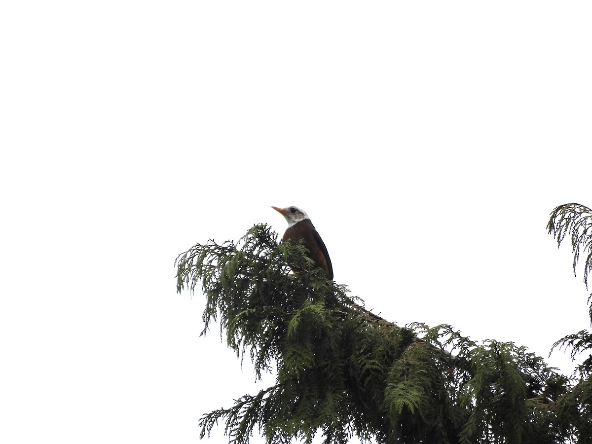 Taiwan Thrush - ML619768032