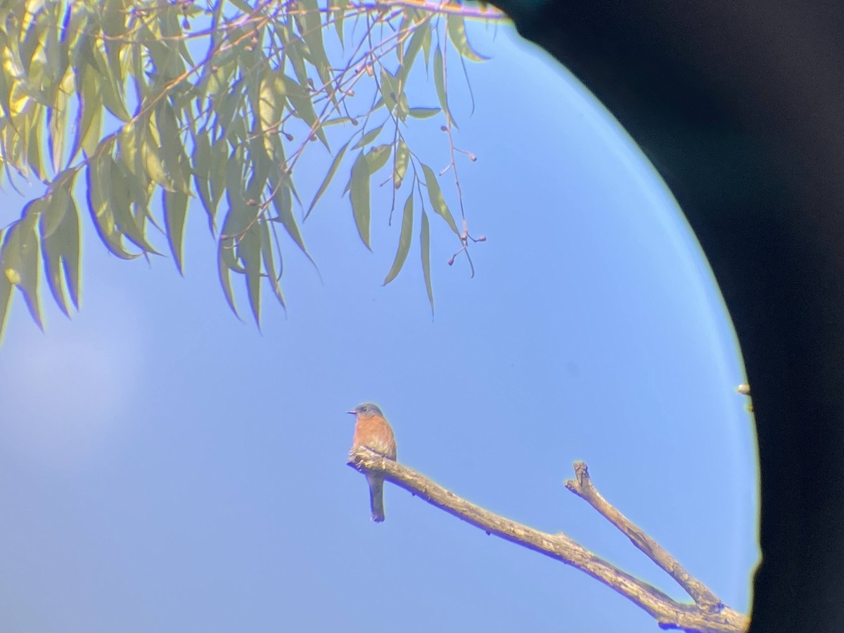 Eastern Bluebird - ML619768059