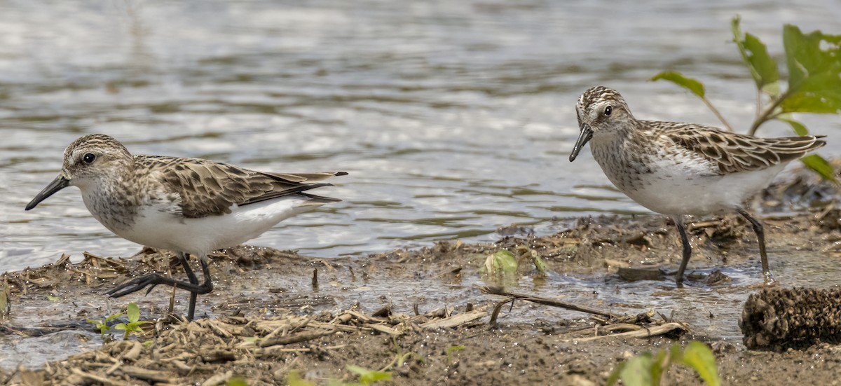 Semipalmated Sandpiper - ML619768079