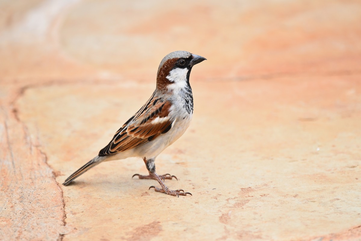 House Sparrow - ML619768088