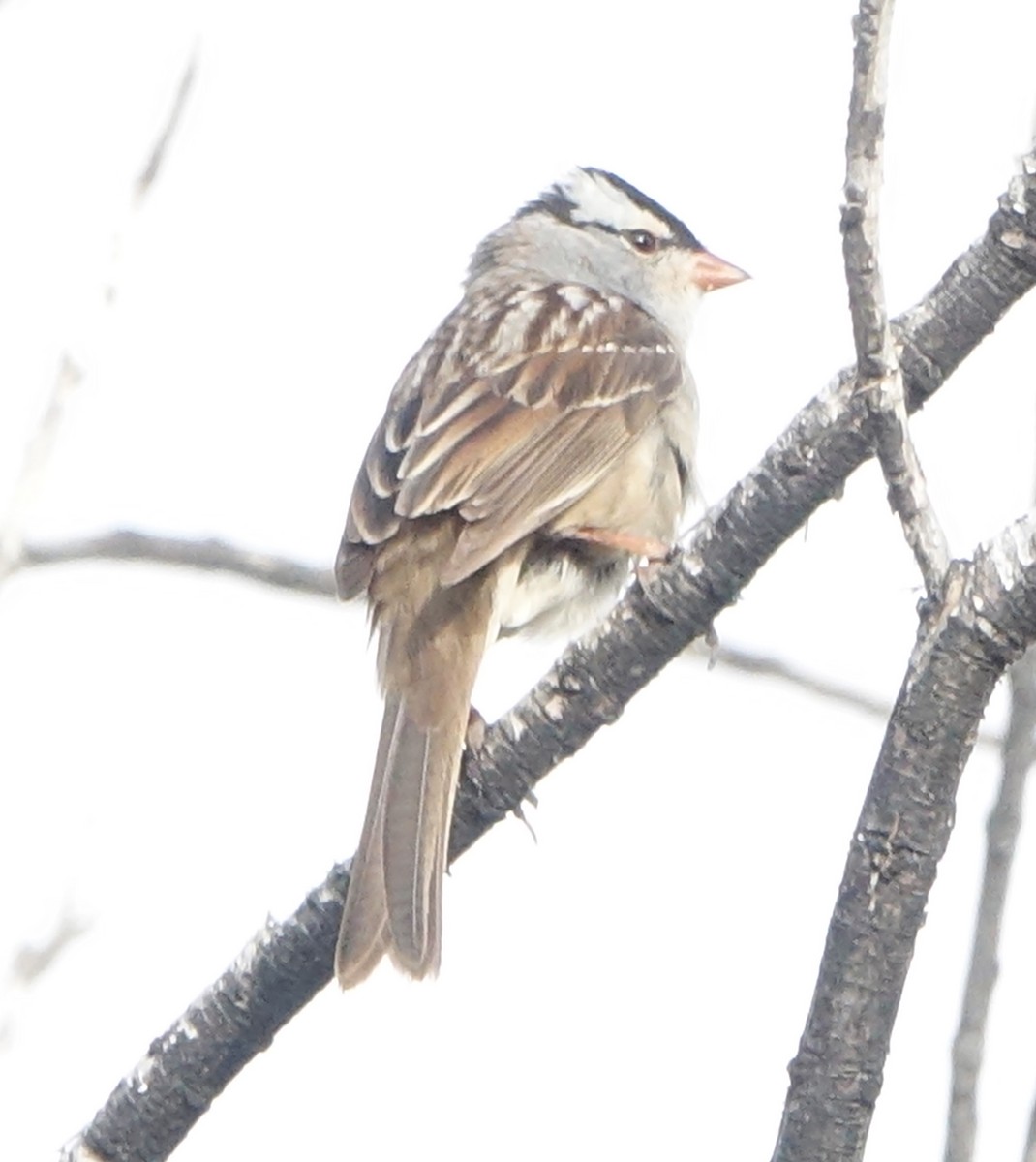 White-crowned Sparrow (Dark-lored) - ML619768093