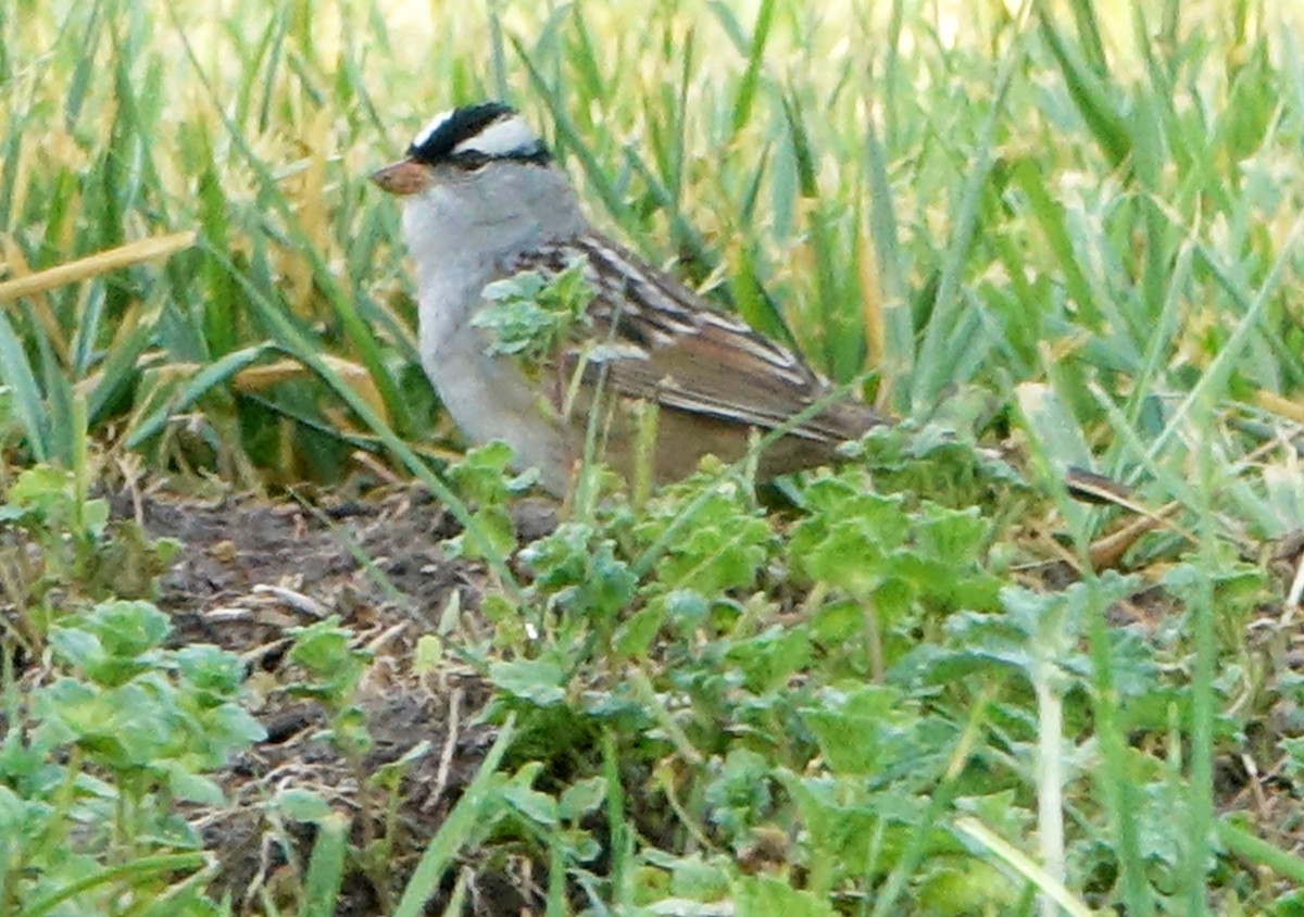 Bruant à couronne blanche (leucophrys/oriantha) - ML619768094