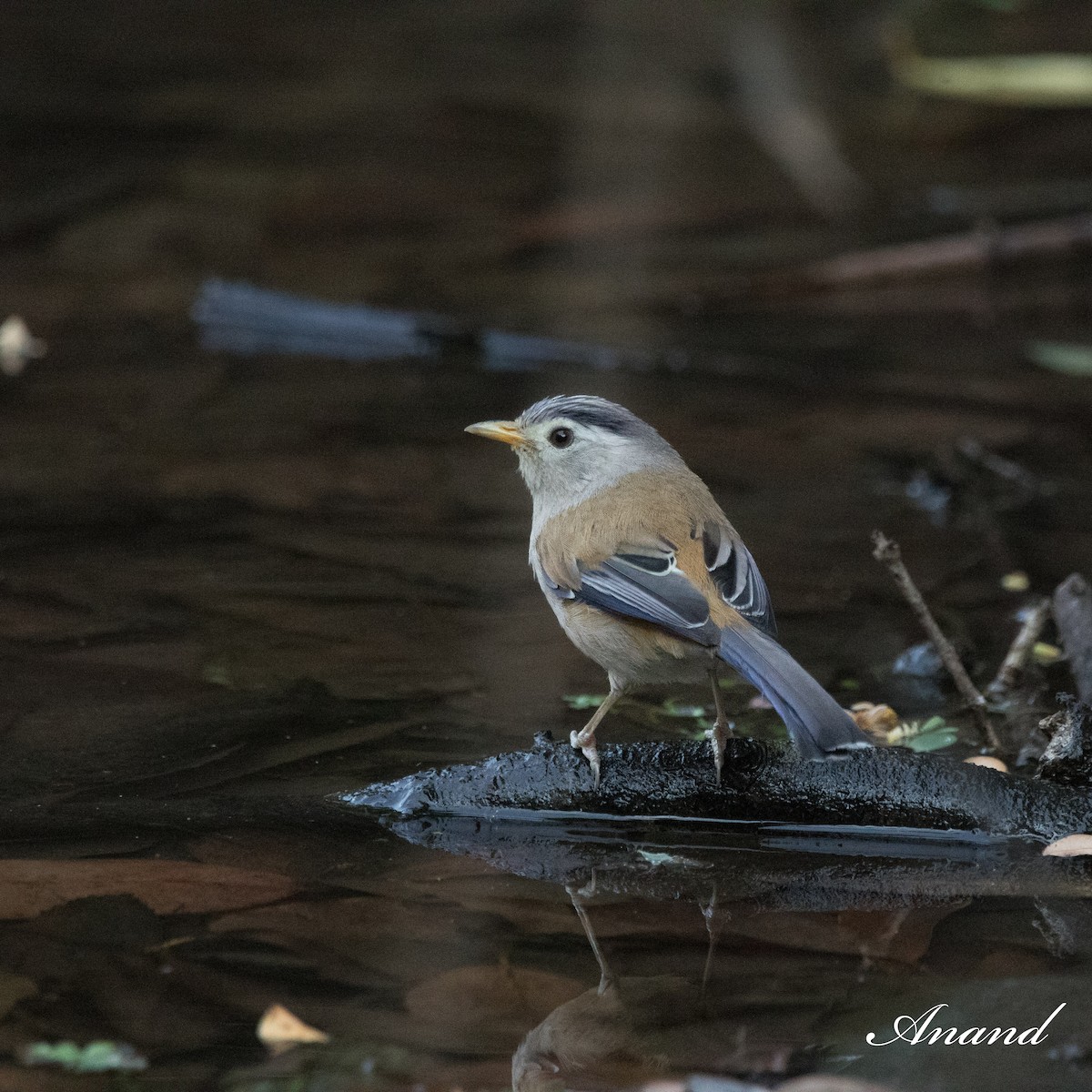 Blue-winged Minla - ML619768108