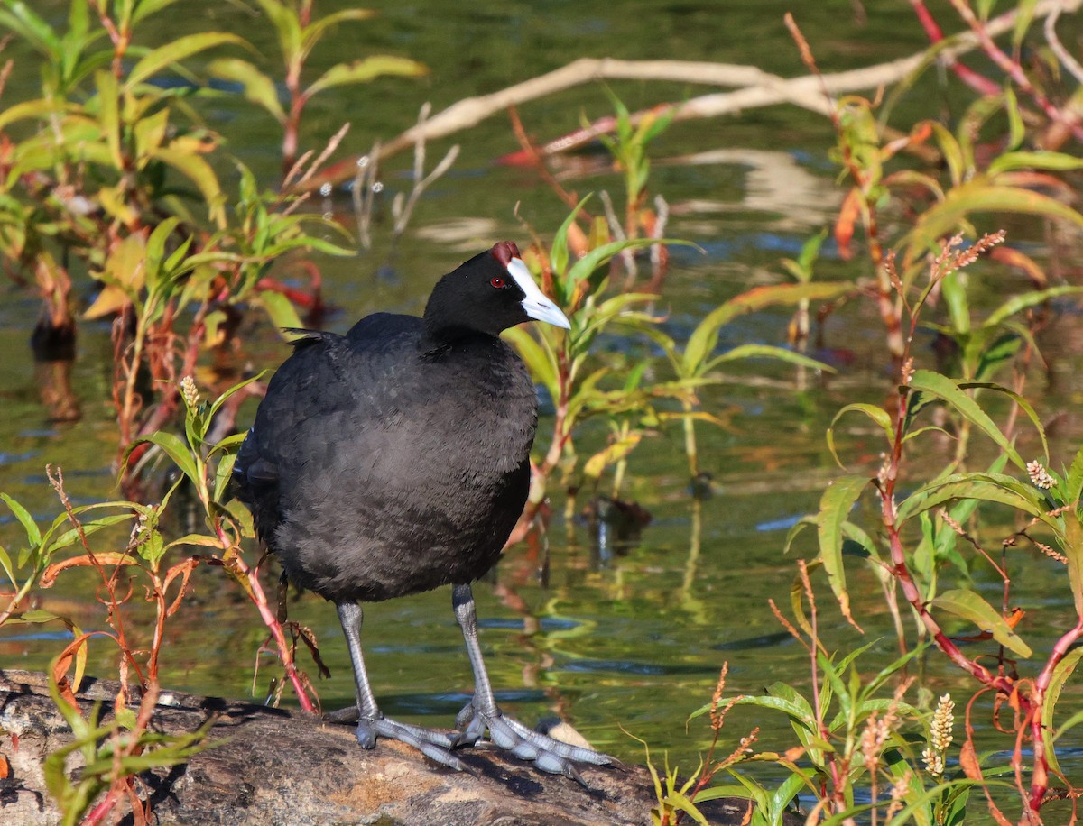 Red-knobbed Coot - ML619768121
