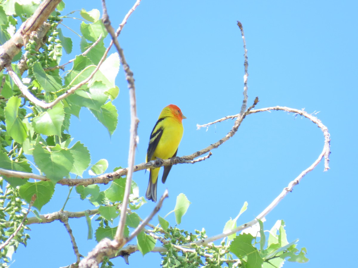 Western Tanager - ML619768122
