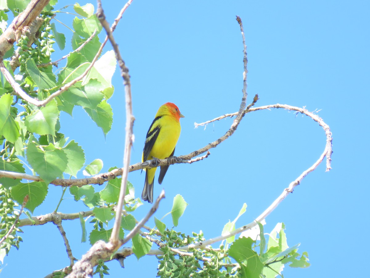 Western Tanager - ML619768123