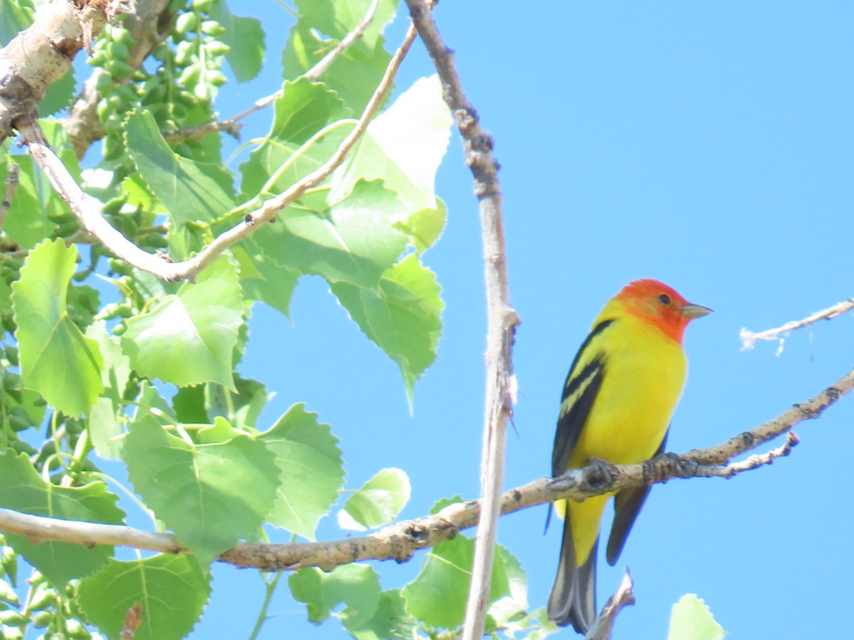 Western Tanager - ML619768124