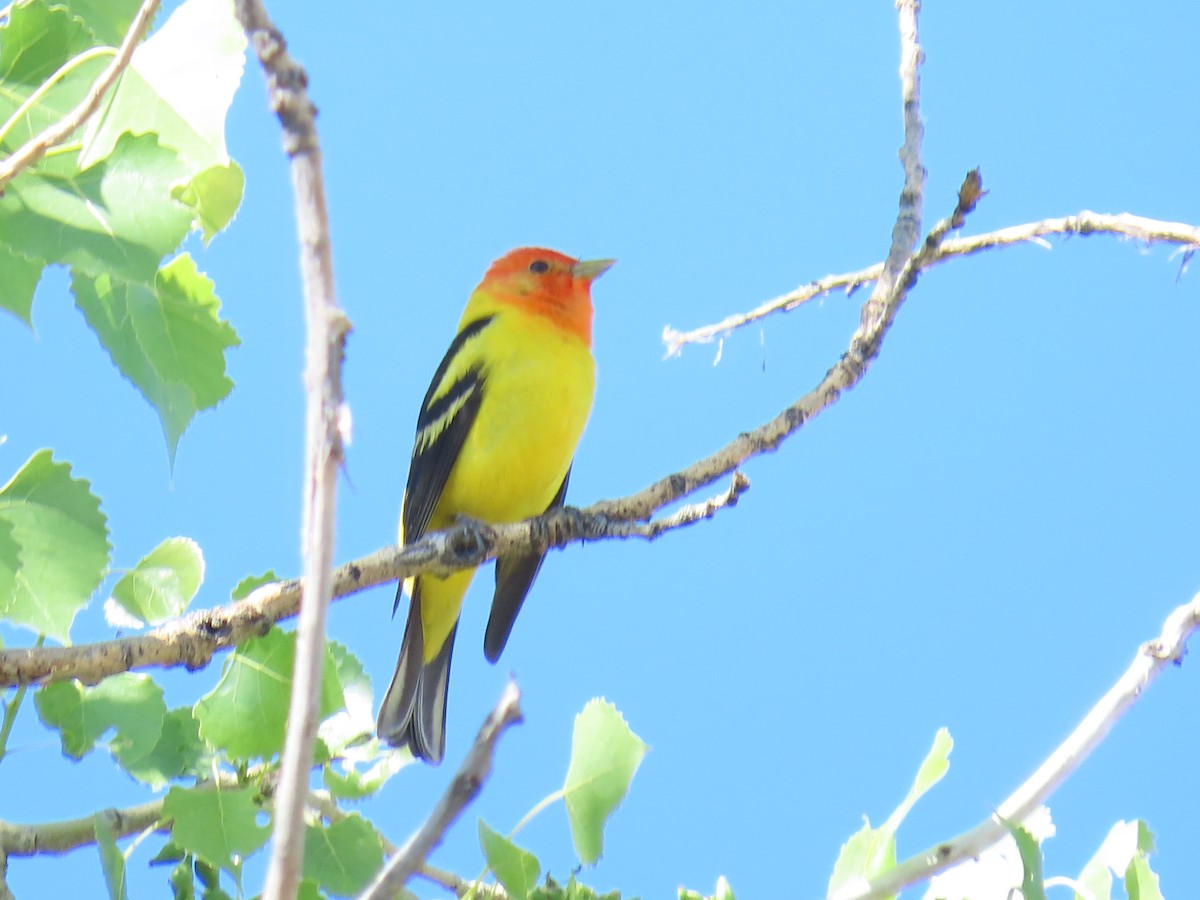 Western Tanager - ML619768125