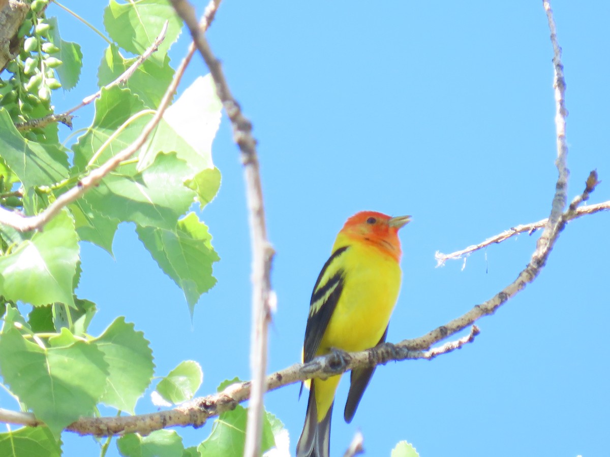 Western Tanager - ML619768126