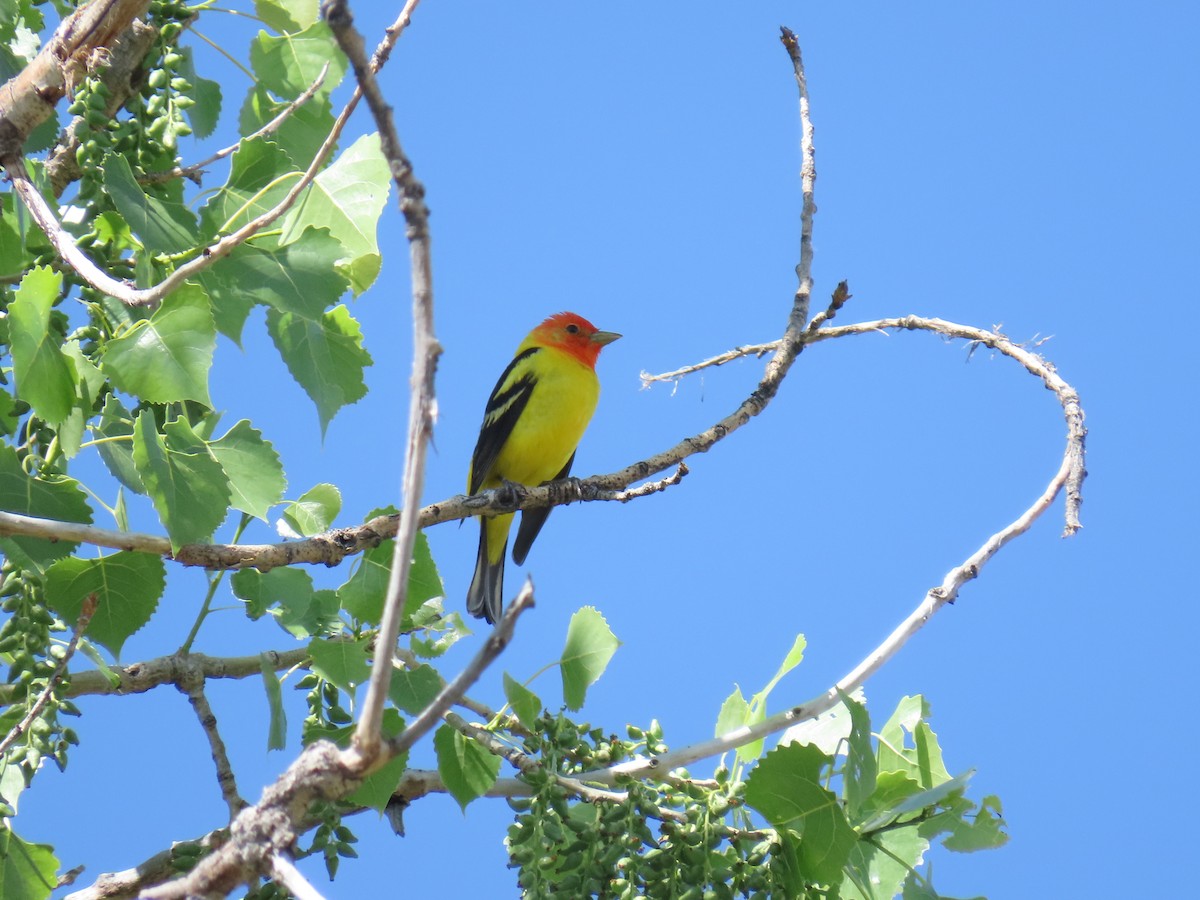 Western Tanager - ML619768127