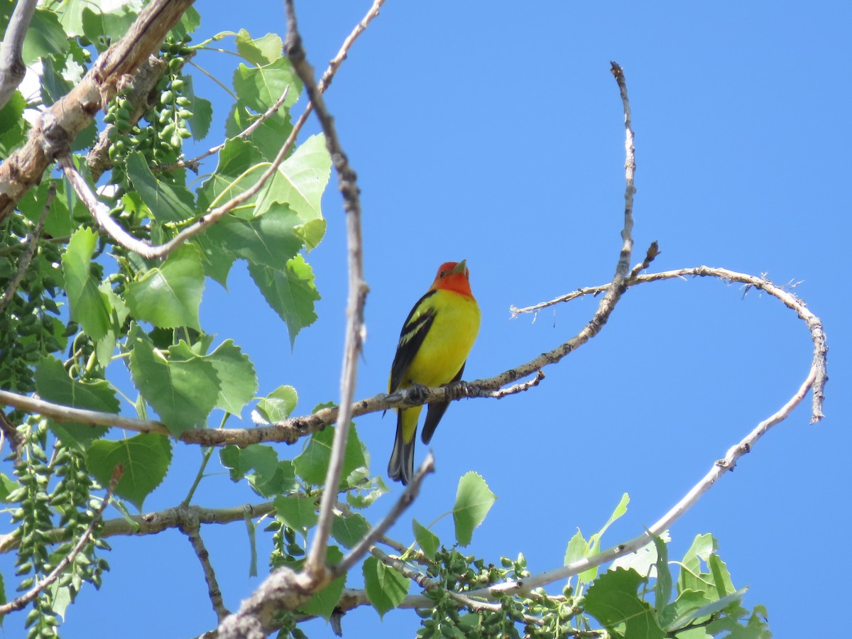 Western Tanager - ML619768128