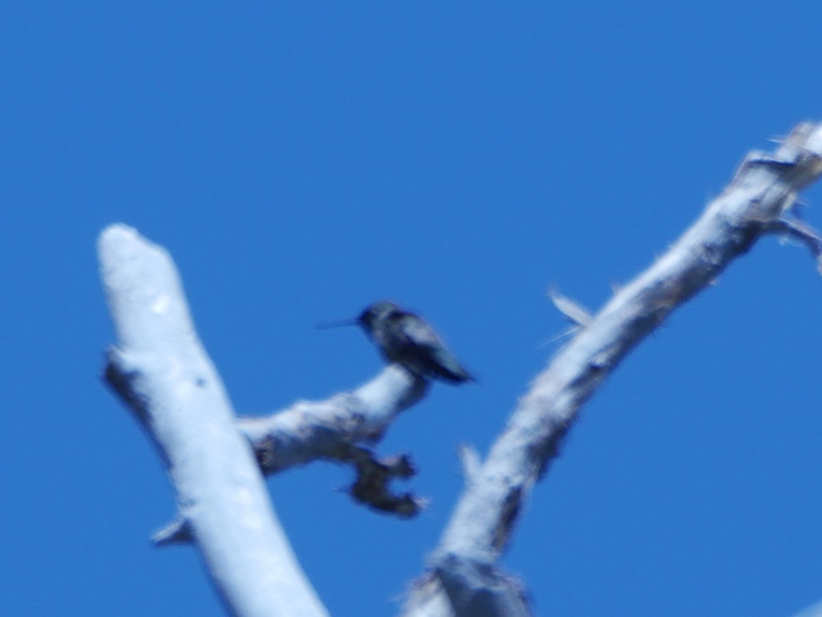 Broad-tailed Hummingbird - ML619768141