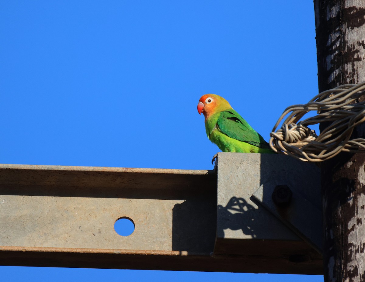 Lilian's Lovebird - ML619768148