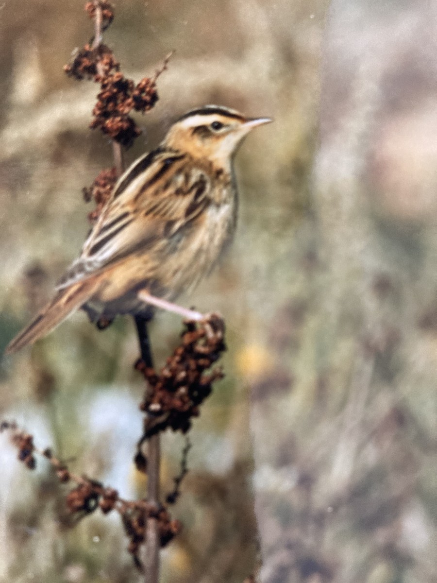 Aquatic Warbler - ML619768152