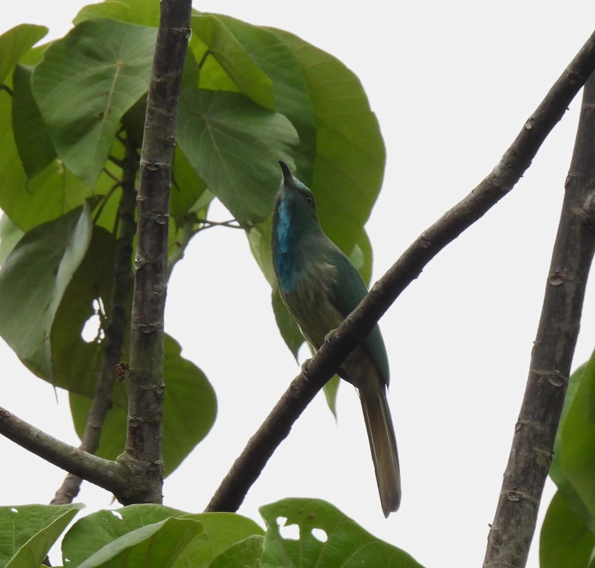 Blue-bearded Bee-eater - ML619768161